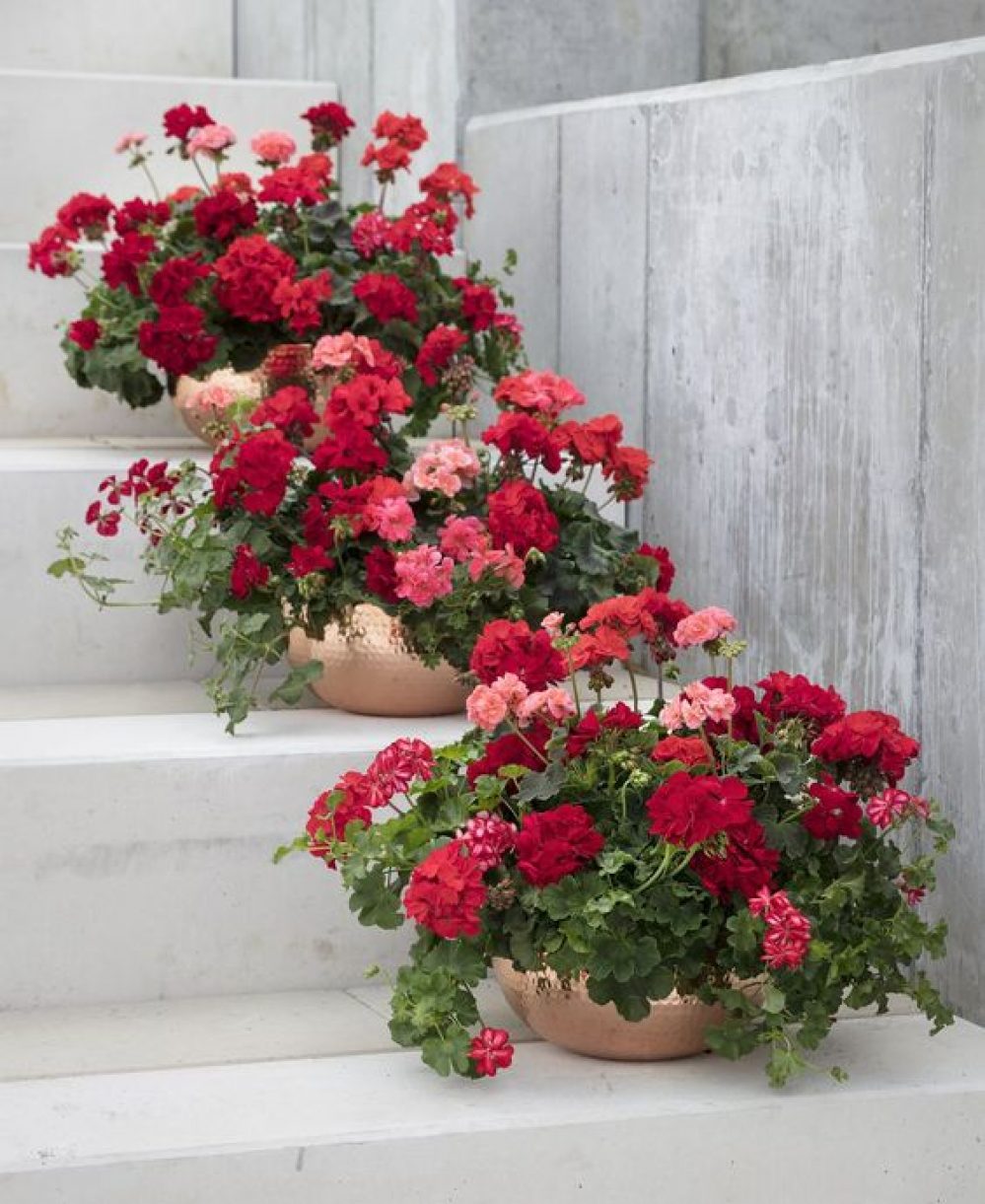 pelargonija