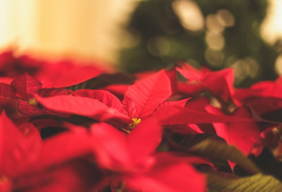 božićna zvijezda